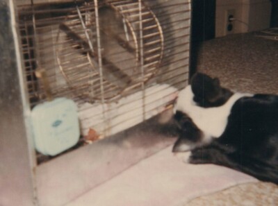 1960s Dog Watching Hamster Cage Beloved Pet Curiosity Animal Boston Terrier