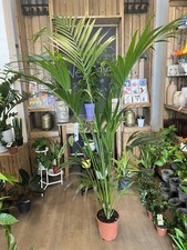 Kentia Palm (Howea Forsteriana) – 225cm Tall – 24cm Pot | Elegant Indoor Plant