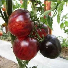 30 semi di pomodoro REGINA DI NOTTE - semi freschi