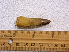 Dinosaur fossil teeth Spinosaurus Cretaceous Era bigger 1.7 inch JI61