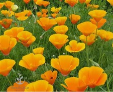 Orange California Poppy Seeds, 1 Oz Pack, 20,000+ Native Seeds Golden,Orange  201.76 per gallon