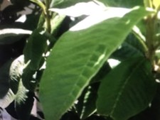 100 HOJAS DE GUAYABA ORGANICAS SECAS 100 DRY ORGANIC GUAVA LEAVES FOR TEA