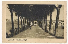 Sarmato - Viale dei Tigli