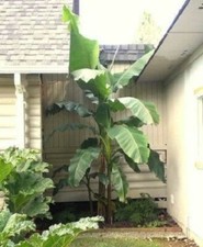 Musa Basjoo winterharte Bananen schnellwüchsige immergrüne Palmen für den Garten