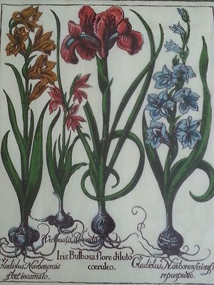 Old botanical lithograph on cloth Iris Bulbosa flore diluto coeruleo 