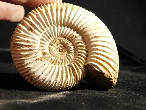 White Ribbed AMMONITE Fossil 101 Million Years Old! with Stand Madagascar 127gr