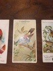 19th Century Early Duke Cigarette And Arm & Hammer Tabacco Cards — photo 9
