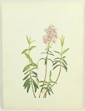 133 BOG KALMIA Mary Walcott Flower Vintage 1925 Botanical Art Print 