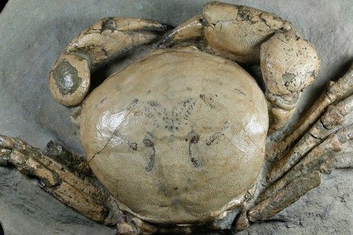 TUMIDOCARCINUS GIGANTEUS KRABBE FOSSIL MYOZÄN SÜDINSEL NEUSEELAND - Bild 3 von 6