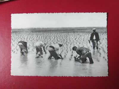 Alte Karte aus alte Album, Dachbodenfund, Valencia Plantacion del Arroz