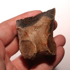 GIANT Dinosaur Vertebrae Fossil CRETACEOUS Hell Creek Formation