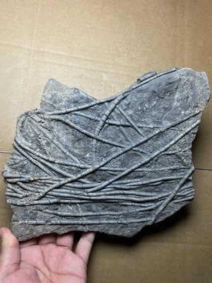 beautiful Natural crinoid collection Landscape stone W121