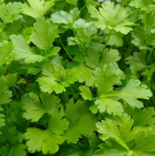 Parsley ITALIAN GIANT Herb Container Garden Edible Culinary Non-GMO 500 Seeds!