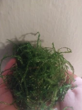Java Moss Portion one round tablespoon of Live Aquarium Plants