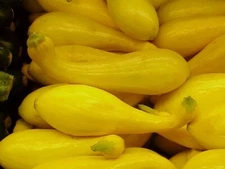 Crookneck Yellow Squash Seeds - 26 NON-GMO SEEDS