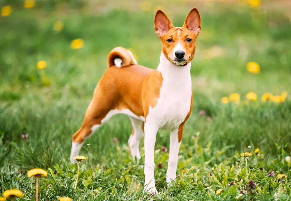 Basenji Dog 3x5 Photo Magnet Perfect for Fridge or Locker