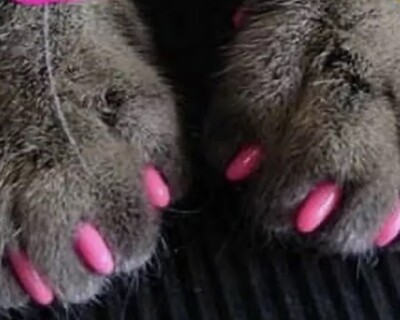 160 Kitty Caps Cute Nail Caps for Cats Hot Purple & Hot Pink X-Small Under 5#