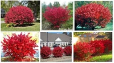 Red Burning Bush or Shrub ~ Shows Beautiful Fall Foliage ~ 50 Seeds   USA Seller