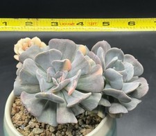 Imported Succulent live plant Rare Succulent Echeveria Cubic Frost with pot #115