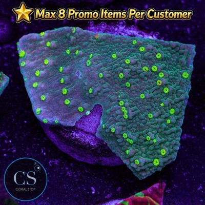 CS Sunfire Grafted Monti - WYSIWYG Live Coral