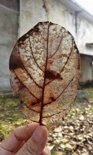 Hair clip and hairpin