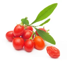 Tibetan Goji Berry 100 Seeds (Lycium chinense) Heirloom - Non GMO - Open Poll...