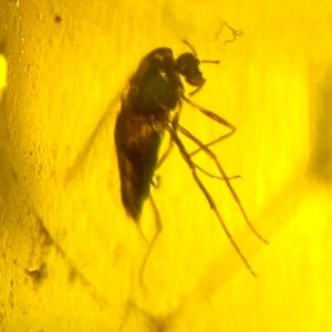 Baltic Amber Prehistoric Insect Inclusion with 4x Magnifying Case and COA