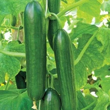 Ashley Long Cucumber Seeds 50+ Ct Vegetable HEIRLOOM NON-GMO USA FREE SHIPPING
