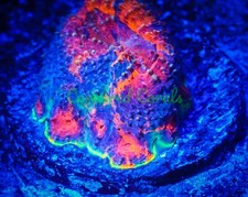 Cornbred's Holy Grail Echinata Maxima - Frag - LIVE CORAL