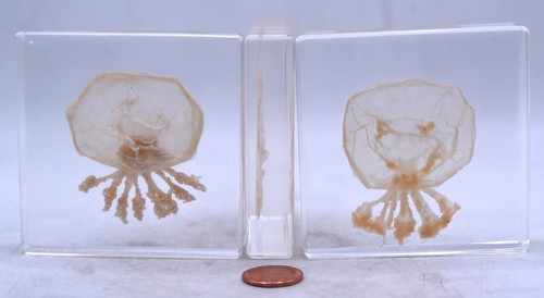 2.9" Real Jellyfish in Clear Lucite Resin Preserved Sea Marine Animal Collection - Picture 5 of 14