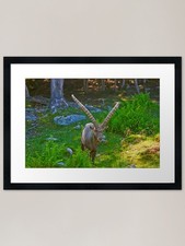 Mr. Horns coming in for a look Fram Framed Wall Art Poster Canvas Print Picture
