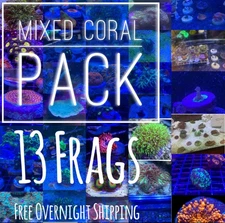 Frag pack Live 13 Mixed Frags Guaranteed Hammer/Frogspawn FreeOvernight Shipping