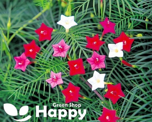 CLIMBING FLOWERS - Vines - Thunbergia Morning Glory Sweet Pea - Flower seeds - Picture 65 of 121