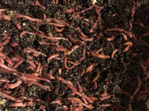1/2 Lb compost -Worms, Euro- Red Wigglers , Reptile food , turtles , axoloti - Picture 2 of 3