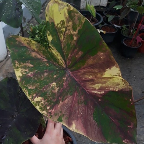 Colocasia Bombilla Viva Morning Star Tuber Nuevo Híbrido Libre Certificado Fitosanitario - Imagen 13 de 24