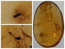 100 MILL. YEARS OLD BURMITE AMBER WITH FLY & BEETLE (ABR11/13)
