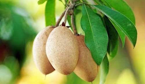 SAPODILLA MANILKARA SAPOTE RAPDAURA FRUIT TREE PLANT 2 YEARS OLD - Picture 6 of 6