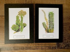 Pair Of Botanical Art Print Cards Succulents Mounted Ready To Frame Gallery Wall