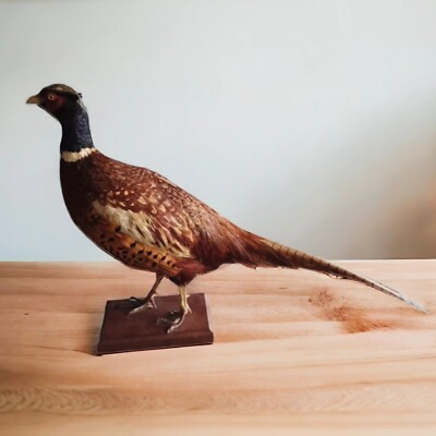 FAISAN CHASSE NATURALISÉ taxidermie empaillé pheasant taxidermy EUR 90,00 - FR