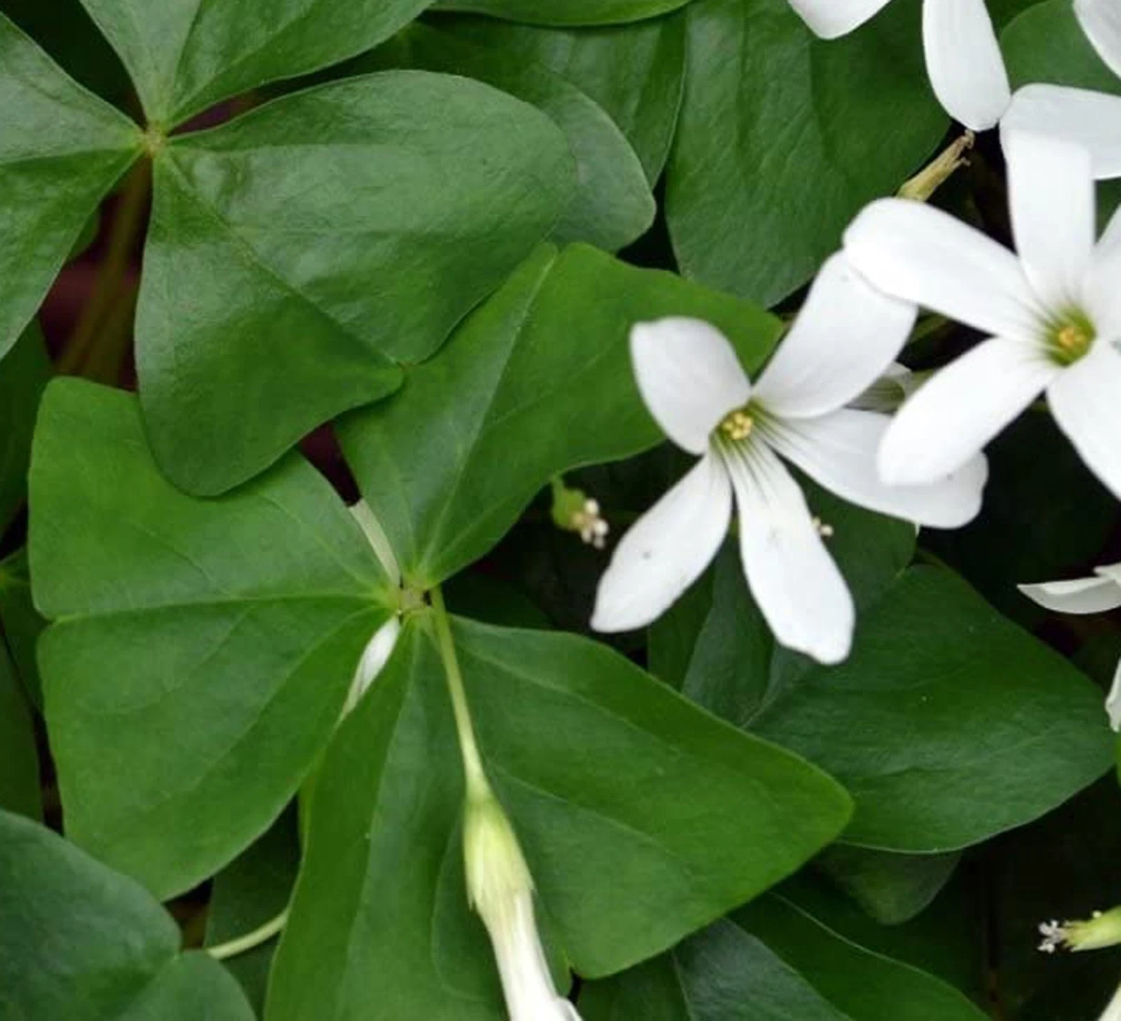 Shamrock Plant 4" pot Green
Opens in a new window or tab