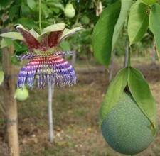 Passiflora maliformis, mela conchiglia, frutto della passione viola - 5 segmenti