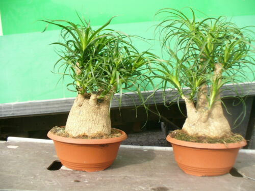 15 Samen Elefantenfu, Flaschen Baum - Beaucarnea recurvata, Zimmerpflanze  | eBay.de