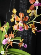 Vanda Orchid Primary Hybrid Fragrant Plant Unique Blooming Size Unique Flower