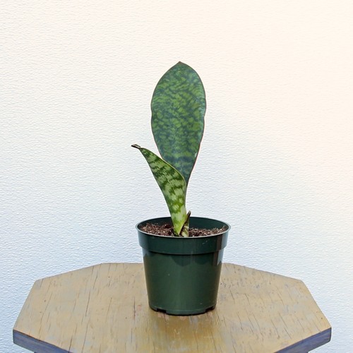 LIVE Sansevieria Snake Plant, Whale Fin, evergreen plant in 4" growers pot - Picture 2 of 6