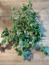 13g Bundle Of Fresh Harvested Lemon Balm Well Rooted Herb Dried Plant For Drying
