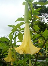 Brugmansia Suaveolens Yellow 10 Seeds, Angel Trumpet Tree, Small Shrub
