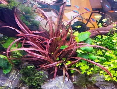 1 Tiger Spiral Plant! live aquarium plants beautiful!!! FREE S/H Rare!!