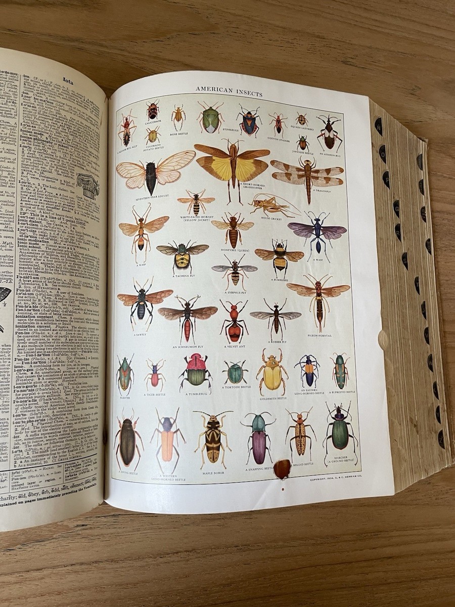 Vintage 1954 Webster's New International Dictionary 2nd Edition | eBay