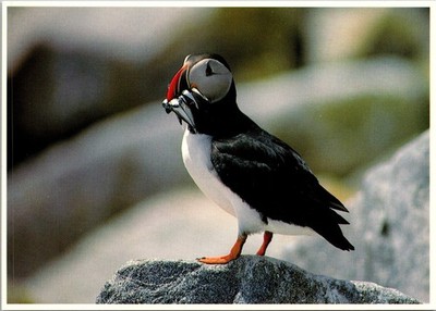 Postcard Maine ME Bird Atlantic Puffin Photo By Stephen Pearson