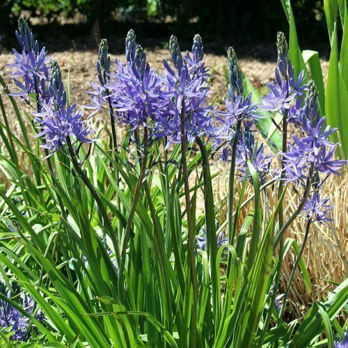 SPRING FLOWERING BULBS EASY TO GROW QUALITY CORMS,PERENNIAL BEAUTIFUL PLANTS - Picture 17 of 18